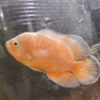 ماهی اسکار و لوچ فوری فوری