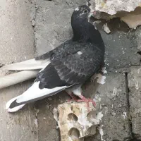 فروش چند عدد کفتر پرشی