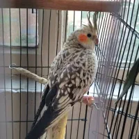 گمشده