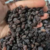 کشمش آفتابی