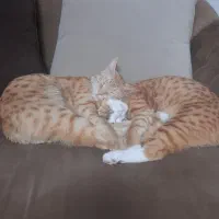 واگذاری گربه