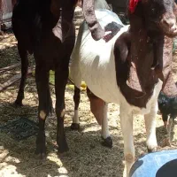 فروش بز گوش بلند