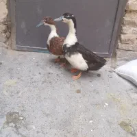 اوردک