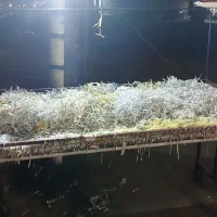 گاری چرخ دار مخصوص چیدمان میوه