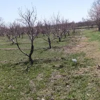 باغچه واقع در روستای قره گوز ایل|فروش خانه و ویلا|ارومیه, |دیوار