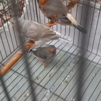 فنچ ایزابل و کینگ