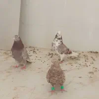 کبوتر تهرانی