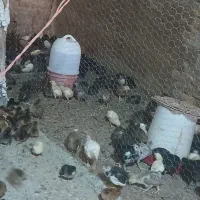 جوجه ۲۵ روزه گلین ۲۵۰