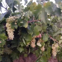 انگور تازه عسکری