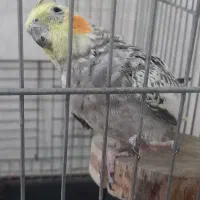 عروس هلندی ماده