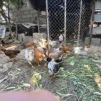 مرغ و خروس
