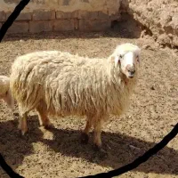 میش