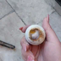 چشم تخم مرغی