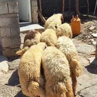 بره نر و ماده داشتی و پرواری