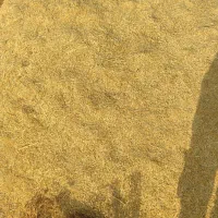کاه تر تمیز آماده بدون علف