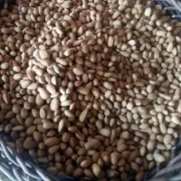 بادام تلخ