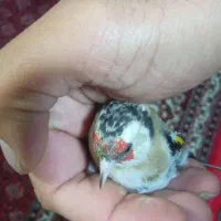 سهره ماده اماده