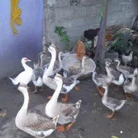 ۱۳ تا قو غازهای  محلی نر و ماده