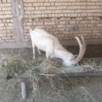 دبر