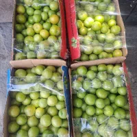 آلوچه اصفهان