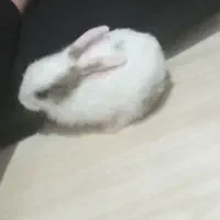 خرگوش نر