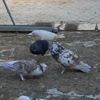 کبوتربلندپرواز
