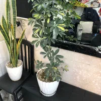 گل با گلدان سرامیکی سانسوریا و شفلرا ارتفاع بلند