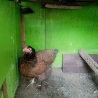 مرغ خروس پریما