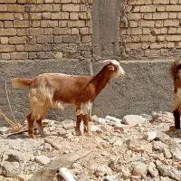 حیوانات