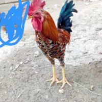 خروس|حیوانات مزرعه|رامشیر, |دیوار