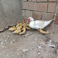 جوجه اردک اسرائیلی