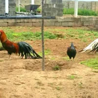 جوجه سوماترا رنگی از مولدین وارداتی