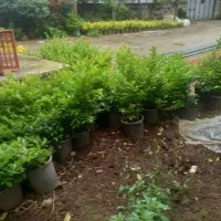شمشاد|خدمات باغبانی و درختکاری|چابکسر, |دیوار