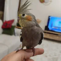عروس هلندی خاکستری
