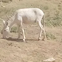 کره خر نر