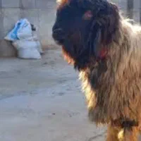 بره نر گوسفند