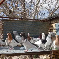 کبوتراباده