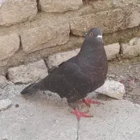 کبوتر پرشی