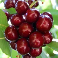 میوه
