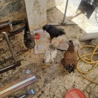 مرغ و خروس