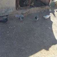 کفتر