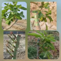 پیوند پسته (گروه پیوند درخت پسته رویش سبز)