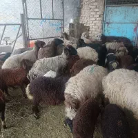 میش بره دار درشت