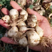 موسیر کوهی