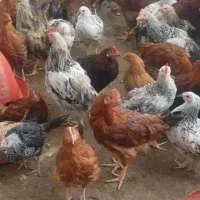 تعدادی جوجه مرغ و خروس