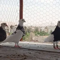 طوقی|پرنده|قم, نیروگاه|دیوار
