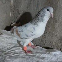 هفترنگ