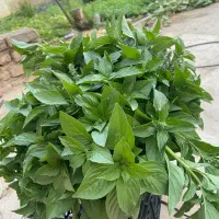سبزی خوردن ریحان
