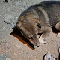 سگ پاکوتا مخصوص گله