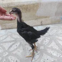 مرغ خروس جوجه لاری اوشامو